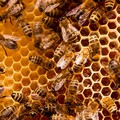 Ancora in flessione la produzione di miele: sconvolte le api in Puglia per il clima pazzo