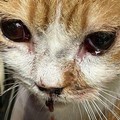 Leone, il gatto ferito dai petardi a Capodanno a San Ferdinando di Puglia: gara di solidarietà per lui