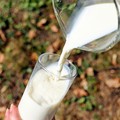 Latte, produzione in aumento nella Bat: +7,25%