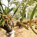 Il clima minaccia le colture: perso il 21% delle produzioni in Puglia