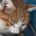 È morto Leone 2, il gatto ferito con i petardi a San Ferdinando