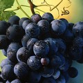 Coldiretti Puglia, quest'anno ottima campagna vitivinicola