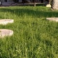 Pietre frantoio buttate nell'erba. Museo non ha spazio