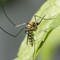 Intervento straordinario di disinfestazione del virus West Nile a San Ferdinando