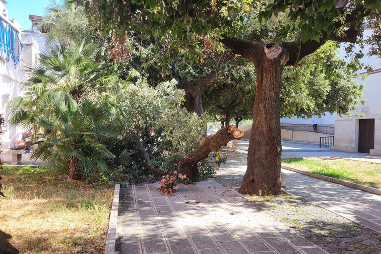 A San Ferdinando di Puglia caduto l'enorme ramo di una quercia. <span>Foto Anna Verzicco</span>